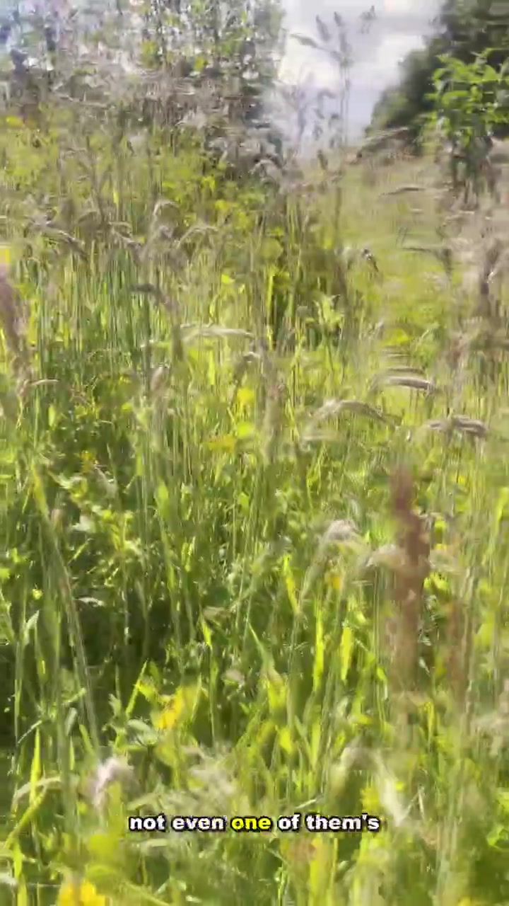 A vertical still of a bright meadow of long grass and wildflowers from Gingerbeard’s bee dispatch.